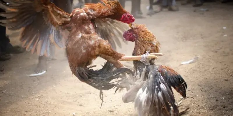 Hướng dẫn xem và đặt cược trực tiếp đá gà cựa dao 69VN