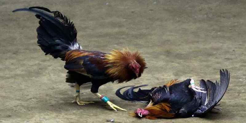 Luật chơi đá gà với các cửa cược hấp dẫn
